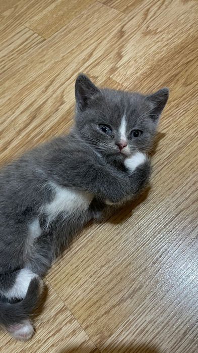 Британский котонёк продам срочно