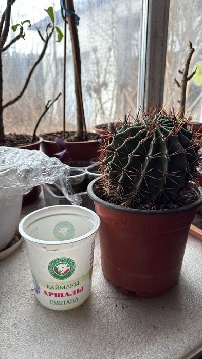 Детка цветущего кактуса