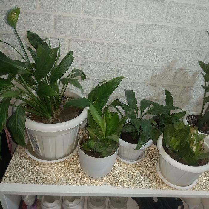Продам комнатные цветы срочно !