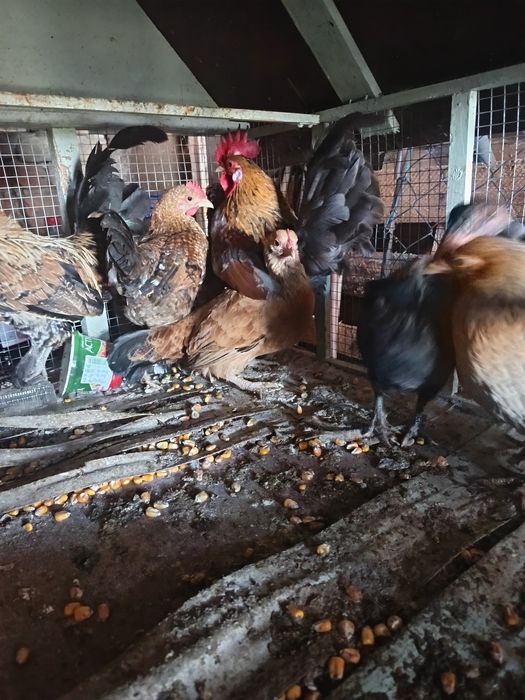 Vând pereche de găini pitice și un mascul de bibilică sau schimb