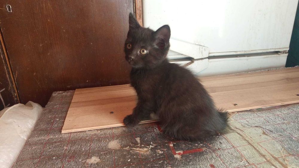 Отдам в добрые руки котят