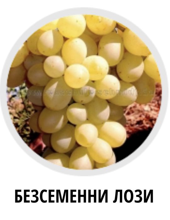 Разсадник Монтана : Лози облагородени и плодни храсти
