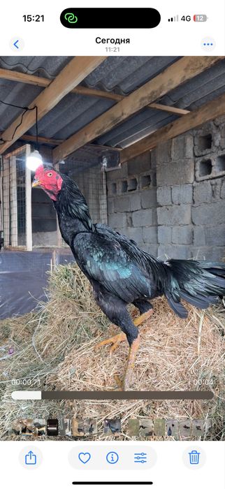 Сатылады тайго апрелски