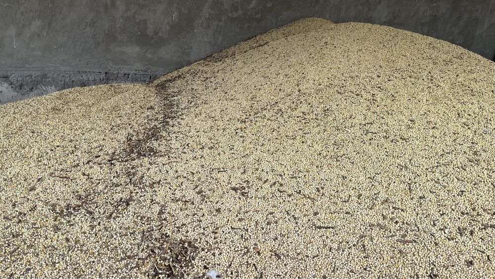 Соя соевые бабы