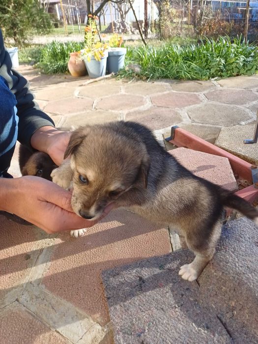 Подарявам кученца