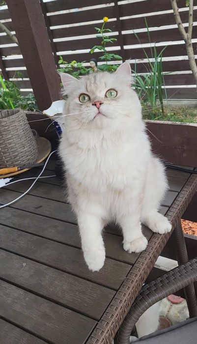 British longhair enervant de lipicios cu pedigree