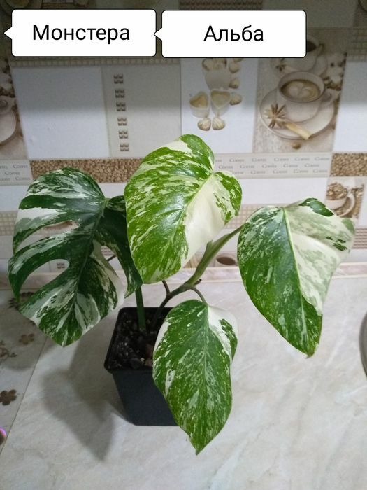 Цветы для дома и офиса