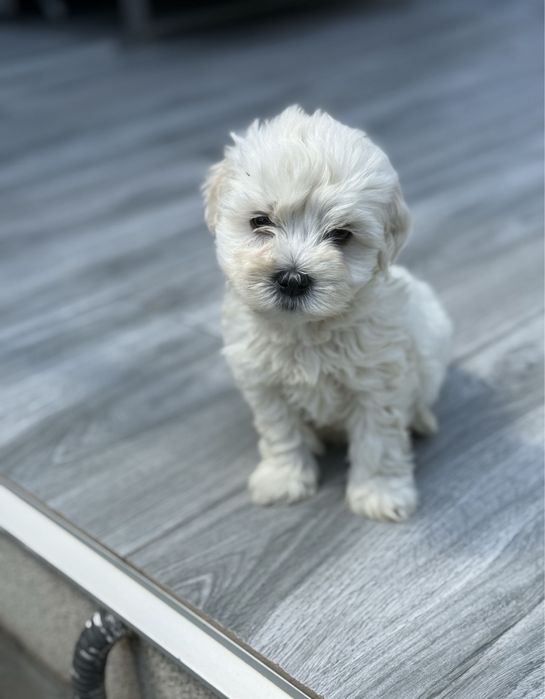 Bichon Maltez - 7 saptamani