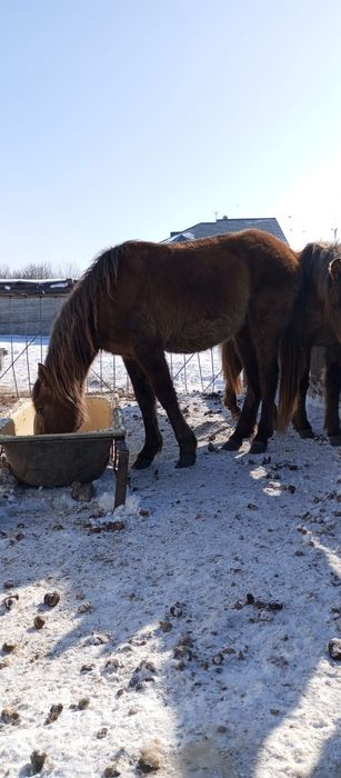 Продам байтал с откорма.