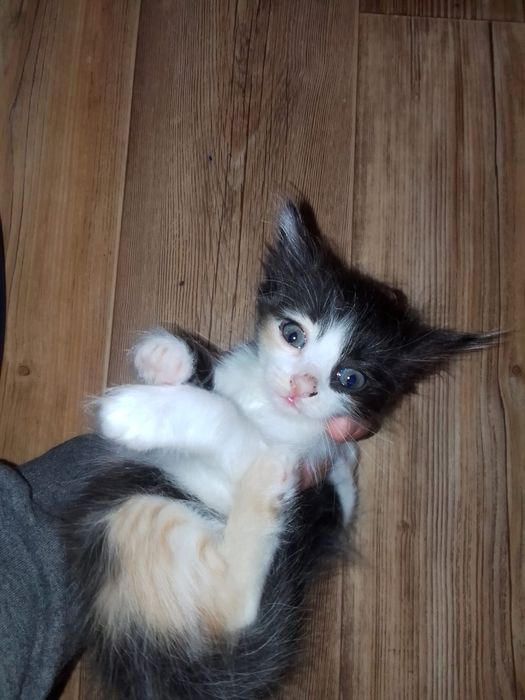 Мысықтар сатылады