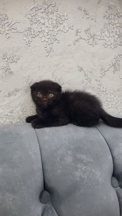 Бретацский кошки