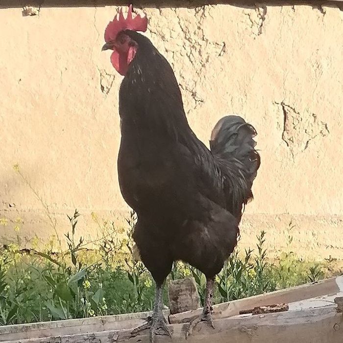 Tovuq va xoroz sotiladi