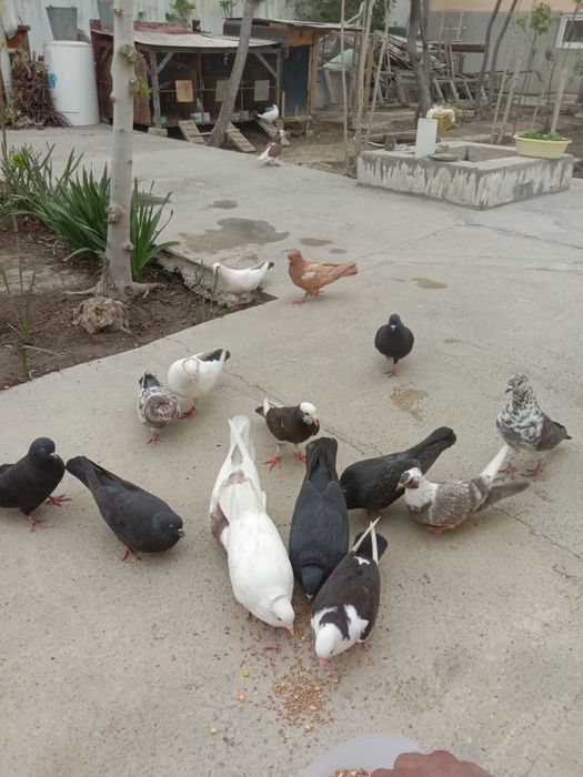 Каптарлар сотилади