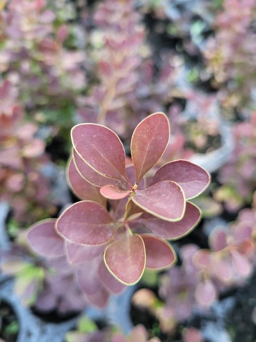 Berberis th. Red Rocket