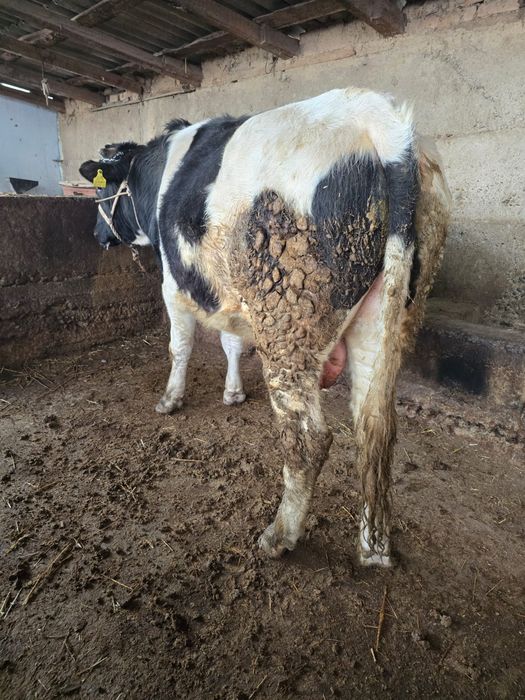 Бука сатылады 2 жасар