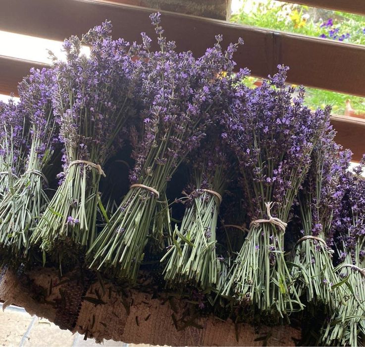Vând buchete de lavandă si floare scuturata