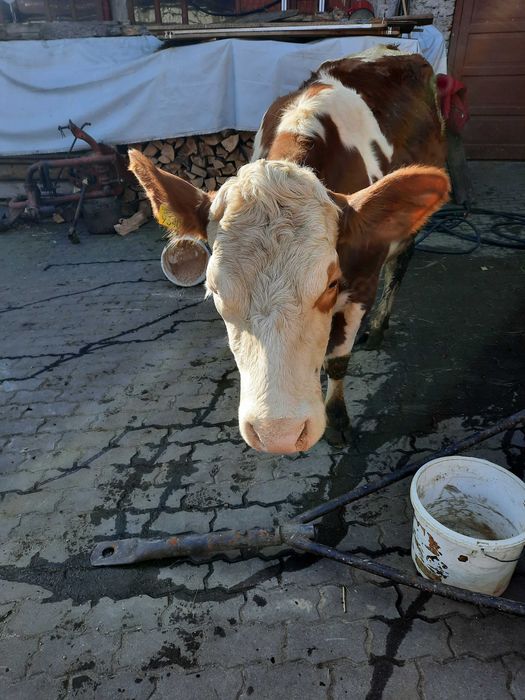 Vaca de vânzare!