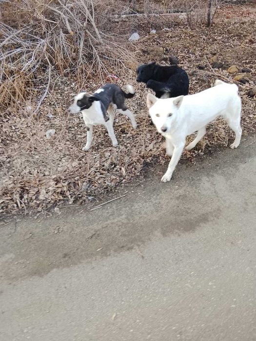 Щенки в добрые руки