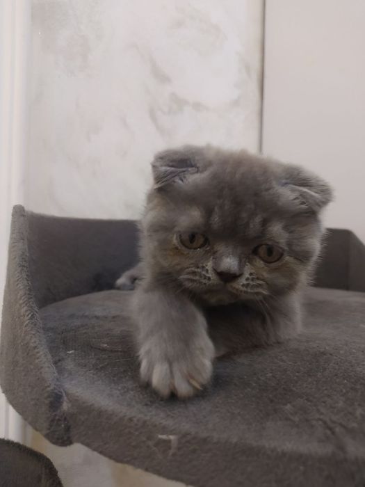 Продаются домашние котята