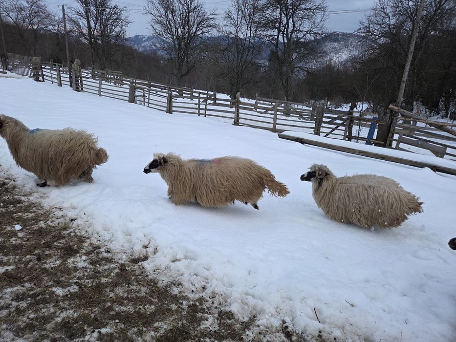 Vand oi turcane breze