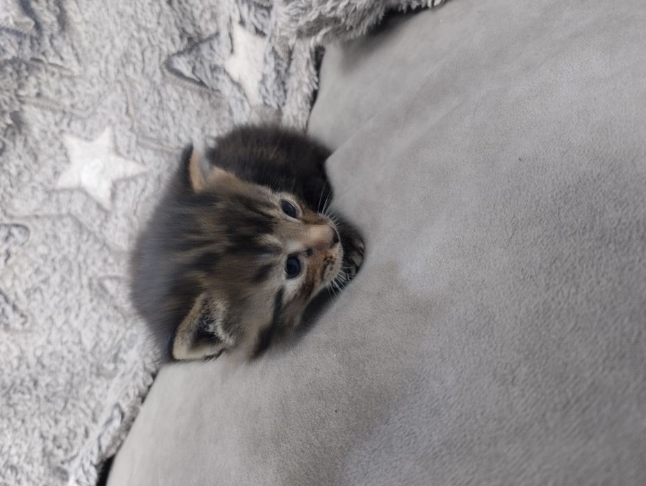 Продам майкунов котят