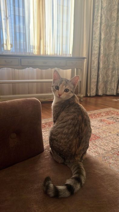 Отдам котенка бесплатно