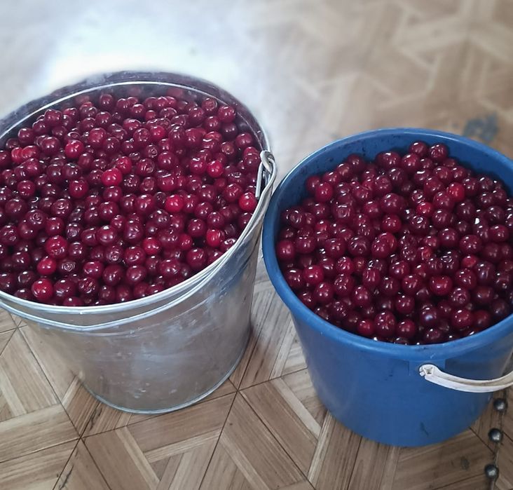 Продам вишню , малину, смородину