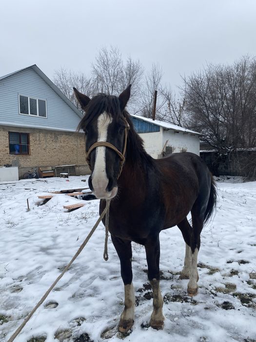 Айғыр сатылады!!
