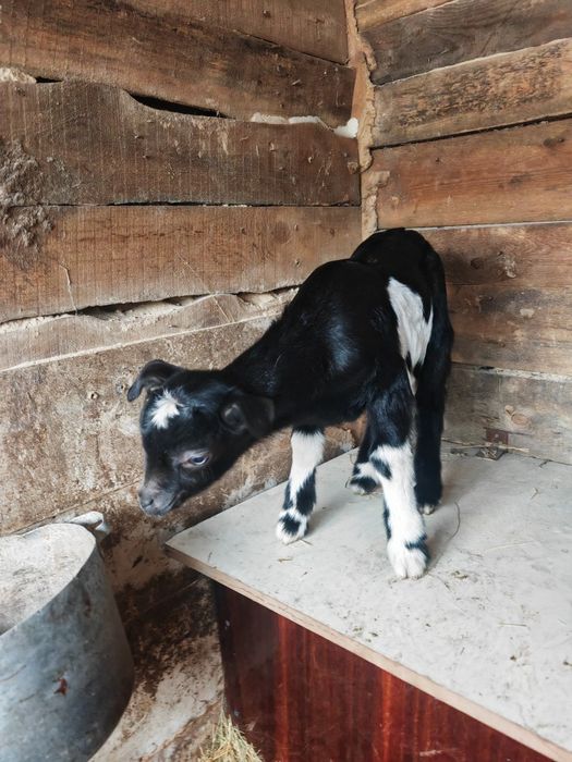 Срочно продам козлят