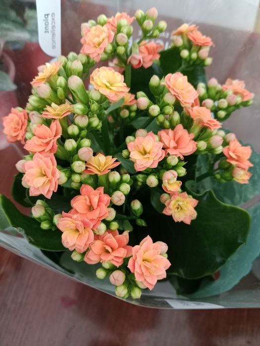 Комнатные цветы на подарок