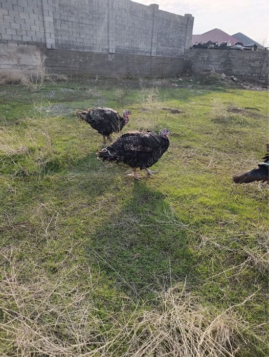 Индюк. Күркетауық