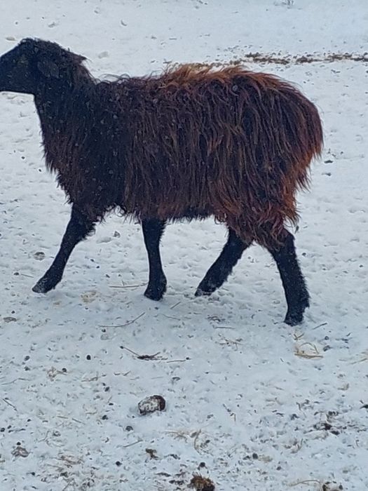 Продам баранов (овцематки)