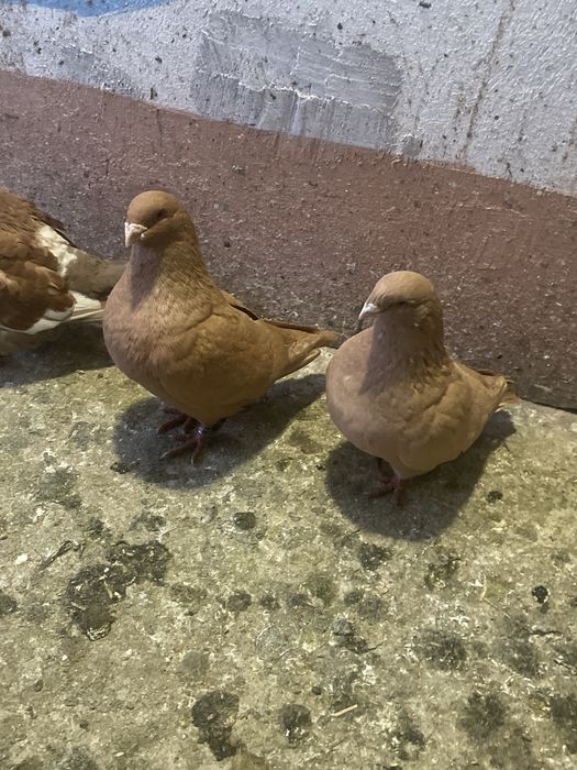 Porumbei americani si standard