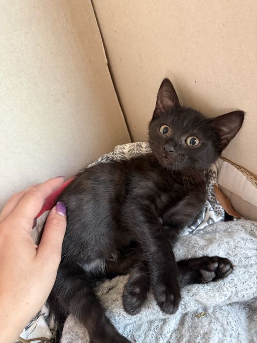 Коте търси дом подарявам