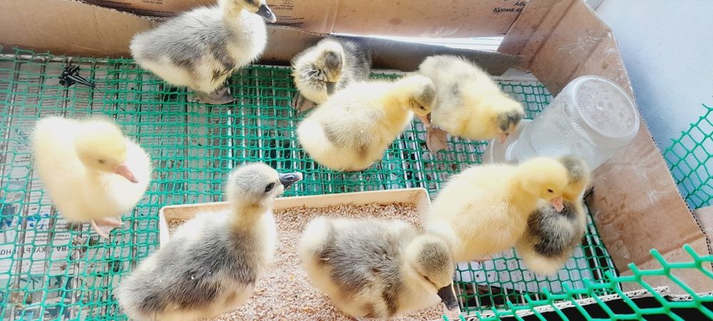 Гусята домашние недельные