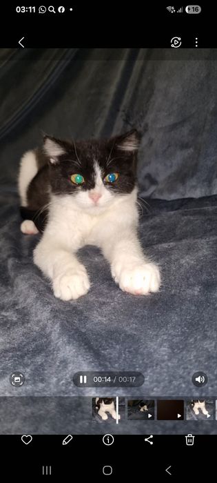 Малыш ищет мампап. Доставлю!