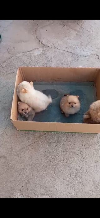 Померани на 2 месеца