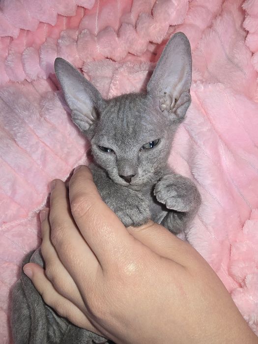 Продам котенка (Канадский сфинкс)