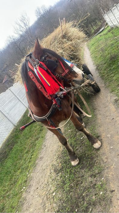 Vand ciucuri cai /animale pe diferite mărimi