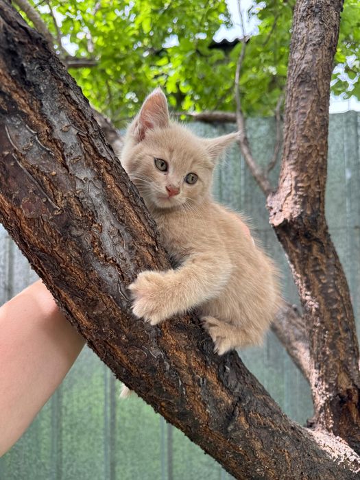 Отдам котят в хорошие