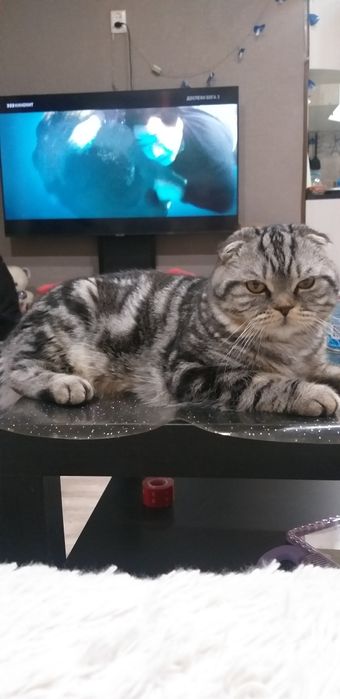 Шотландец мальчик ищет кошечку