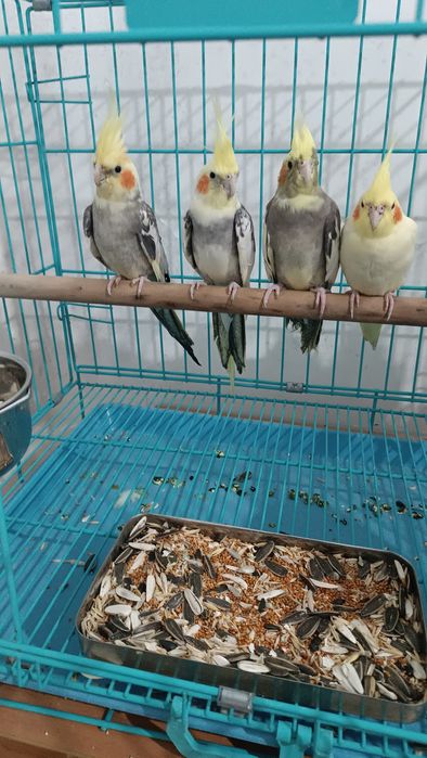 Попугаи Волнистые, Кореллы