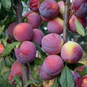 Pomi fructiferi pitici [Dwarf]soiuri de prun