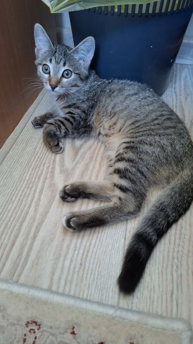 Котенок 3-4 месяца, полубританка