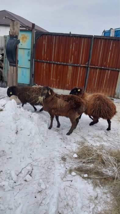 Продам молодой қошқар