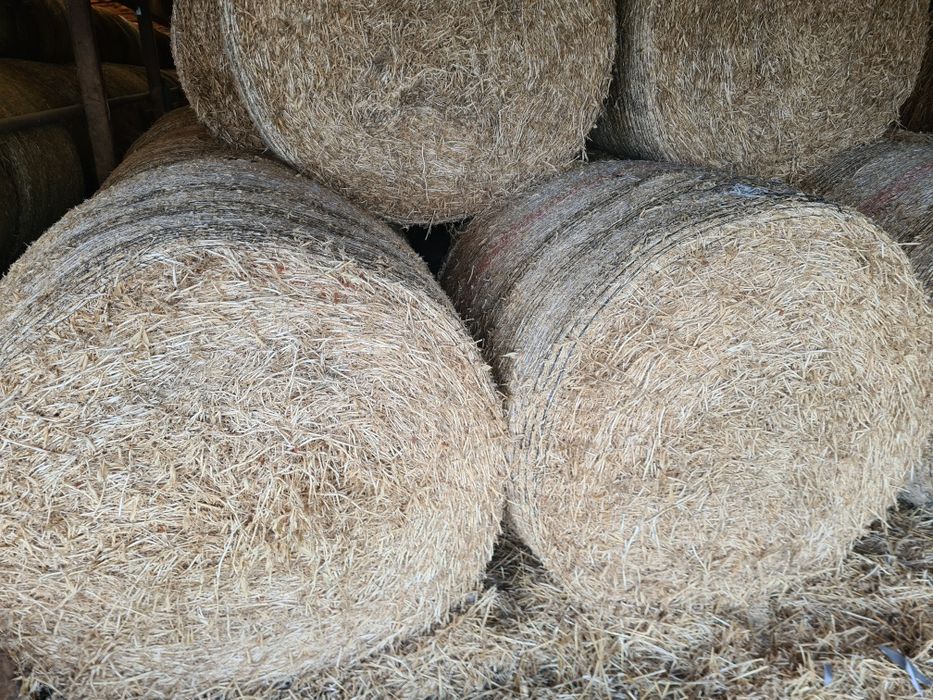 Vând baloti de paie rotunzi