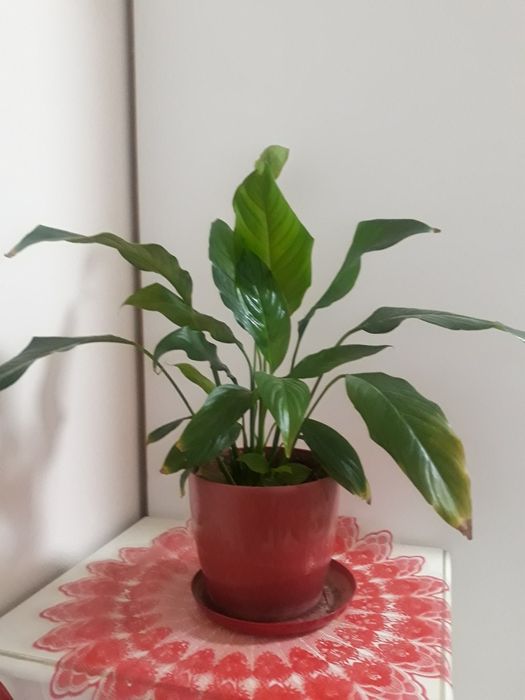 Цветок женское счастье