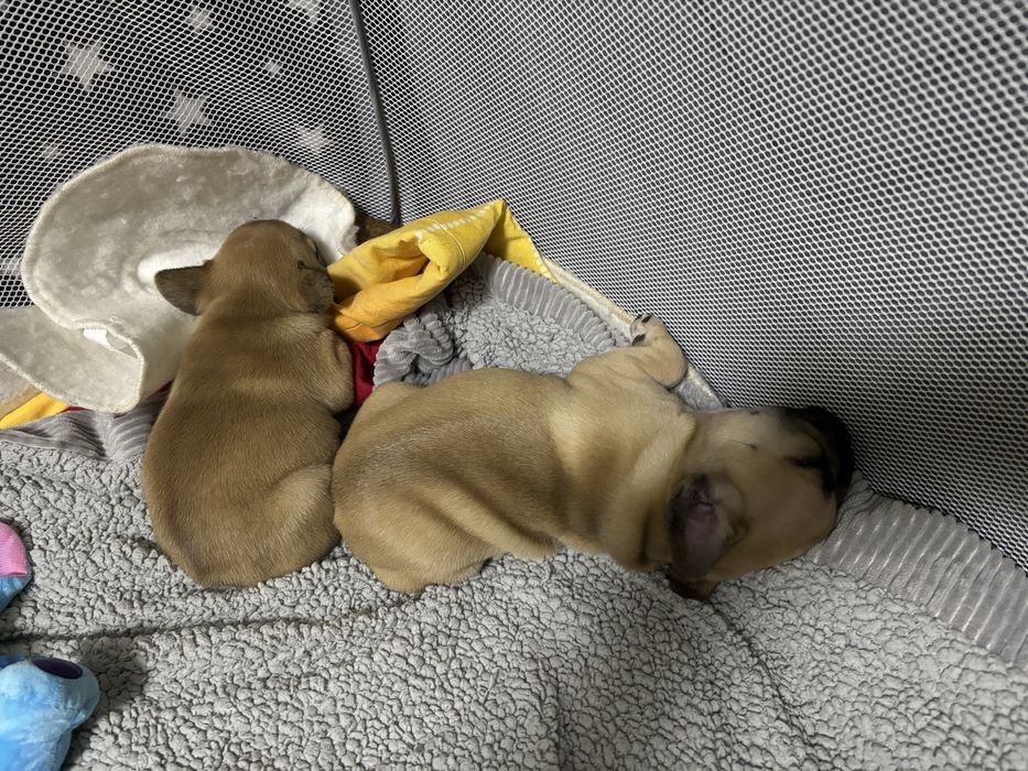 френски булдочета