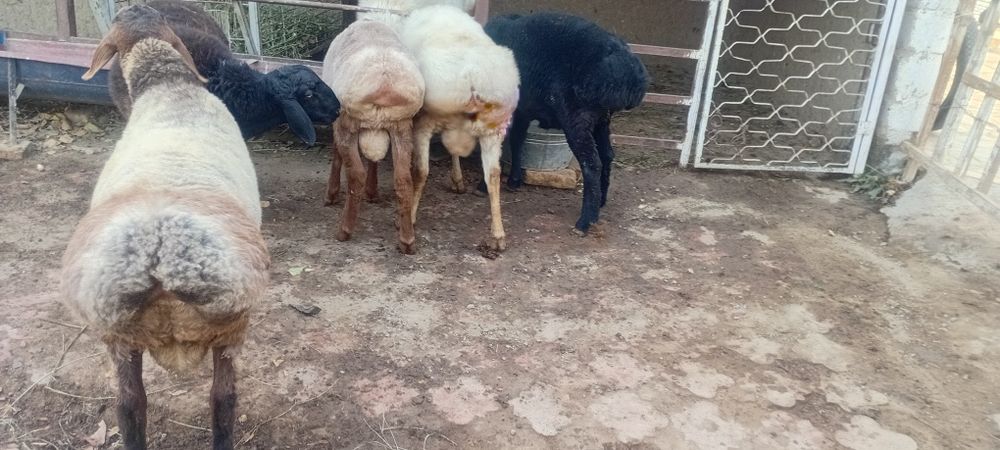 Кучкорлар сотилади