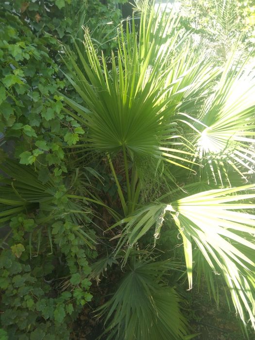 Palma gul sotiladi. Narxi bir yarim million  söm. Narxi yana kelishila